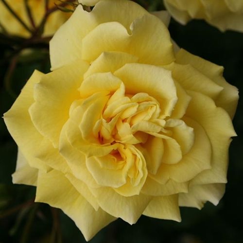 E-commerce, vendita, rose, in, vaso rose ibridi di tea - giallo - Rosa Sterntaler ® - rosa dal profumo discreto - W. Kordes & Sons - ,-